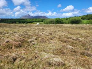 Liscarney, Westport, Mayo